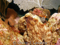 caribbean octopus in black wall dive site at parguera are... by Victor J. Lasanta 